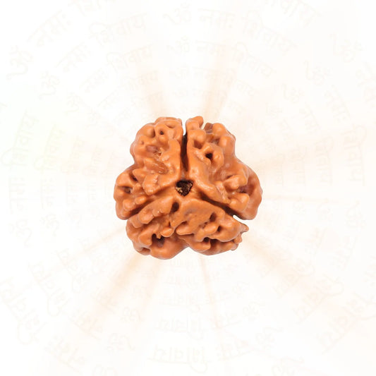 3 Faces Nepali Rudraksha