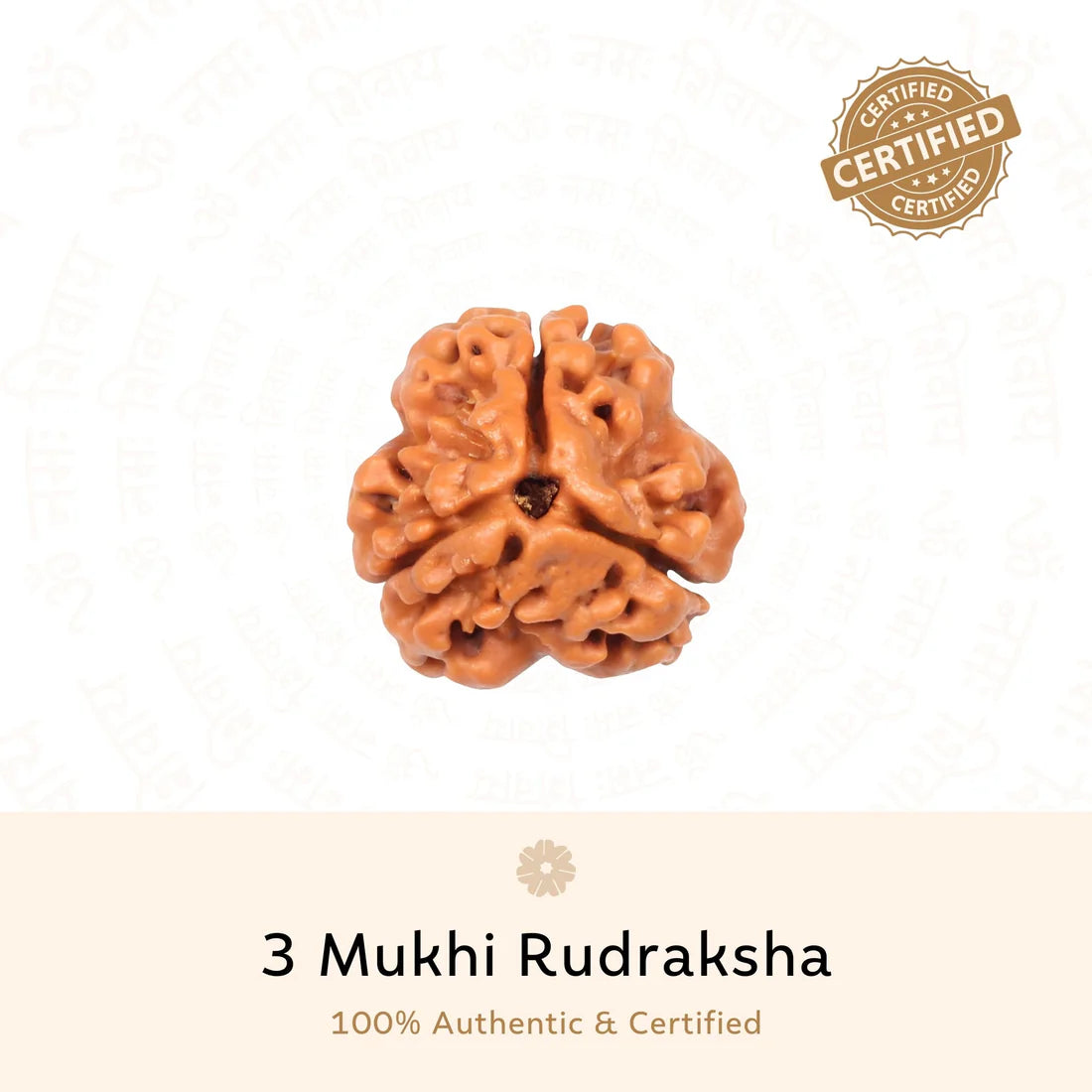 3 Faces Nepali Rudraksha